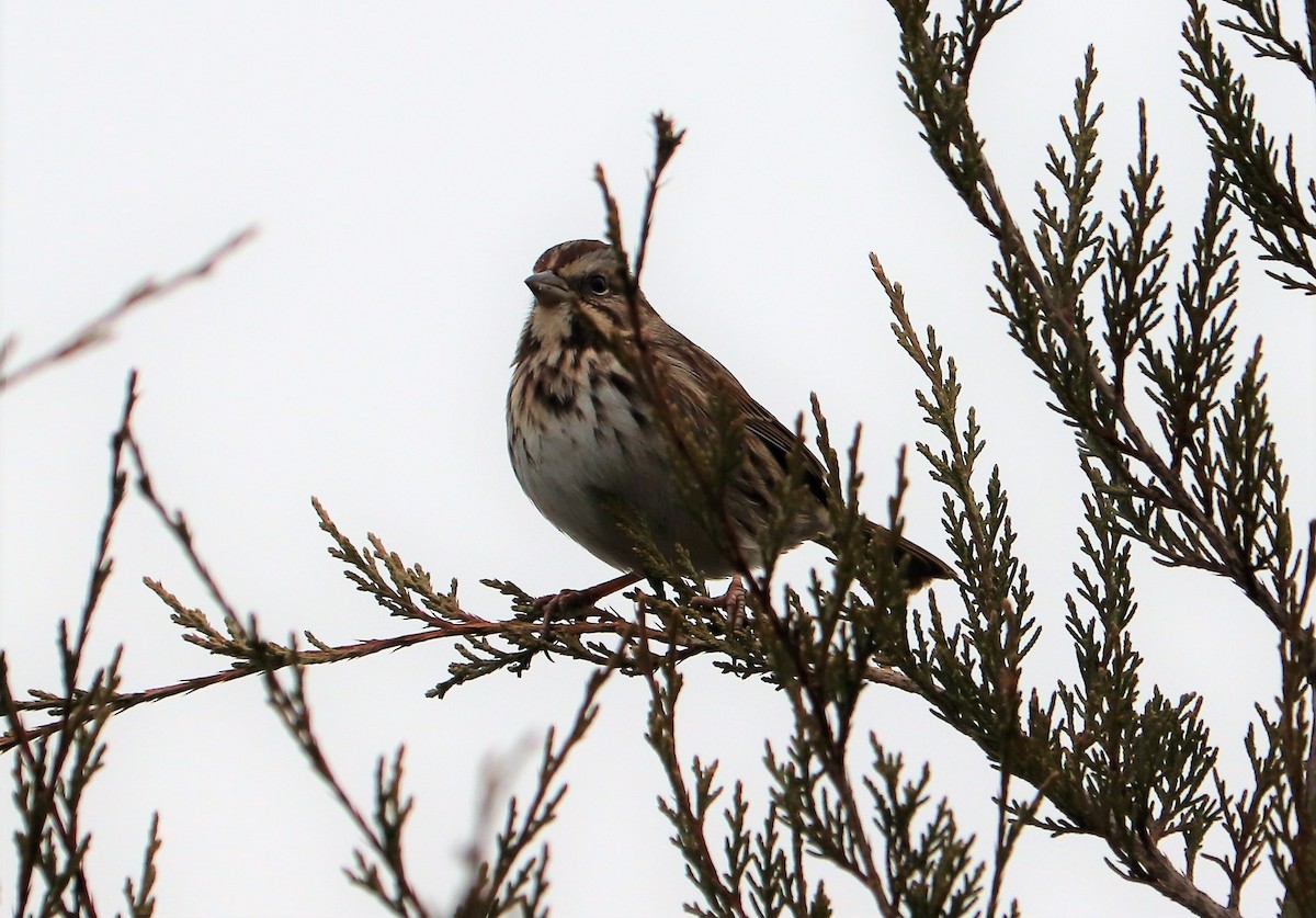 Song Sparrow - ML126055291