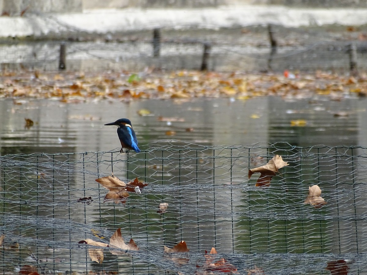 Common Kingfisher - ML126057221