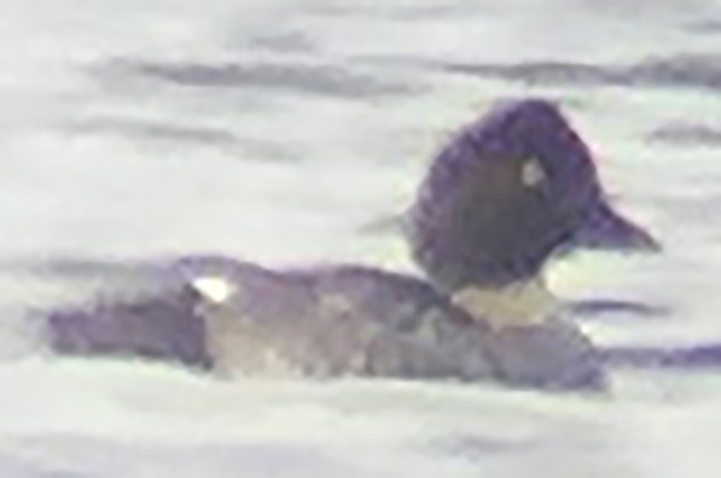 Common Goldeneye - ML126057511