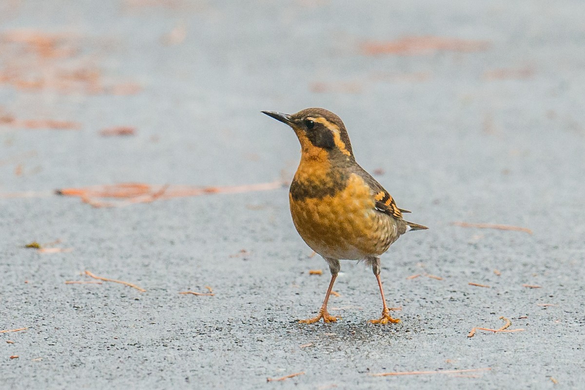 Varied Thrush - ML126058761