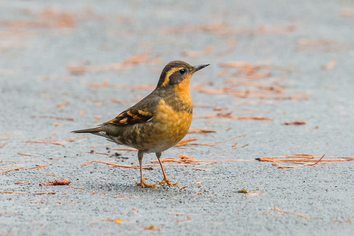 Varied Thrush - ML126058771