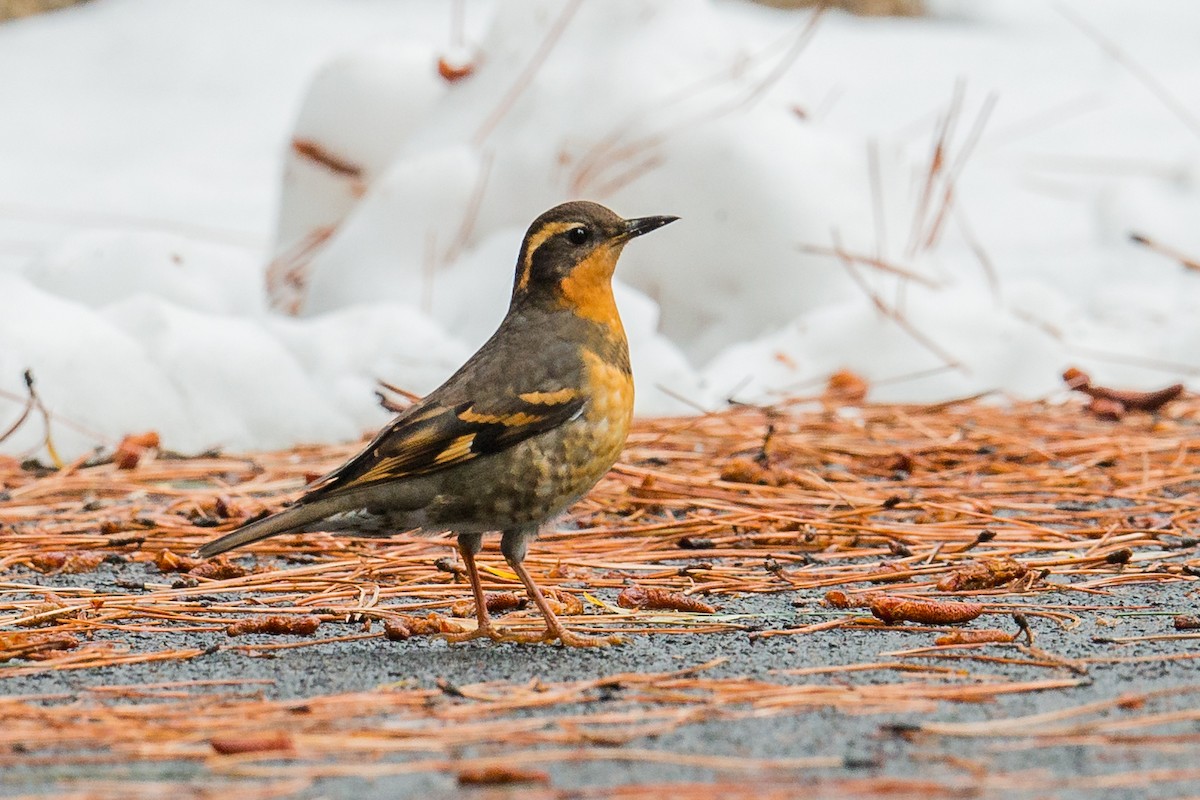 Varied Thrush - ML126058781