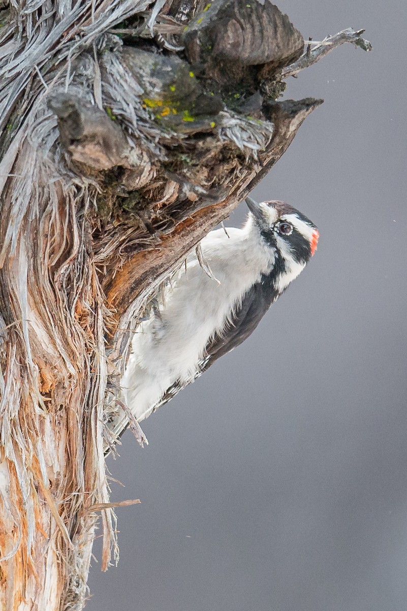 Downy Woodpecker - ML126059031