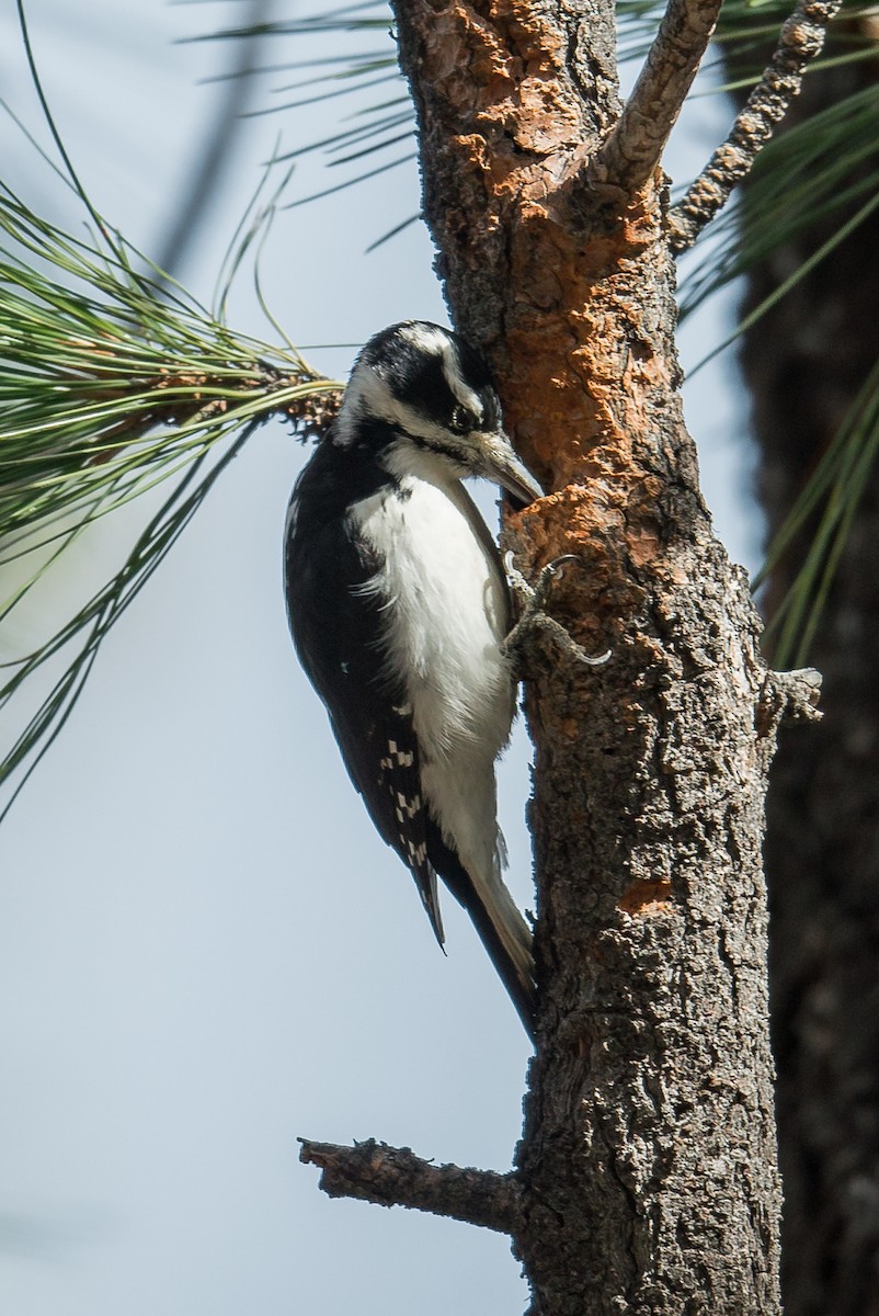 Hairy Woodpecker - ML126059041