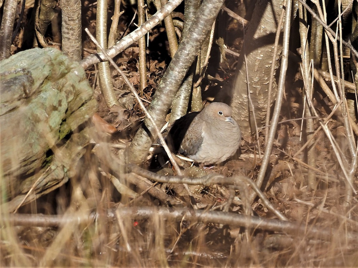 Mourning Dove - ML126060221