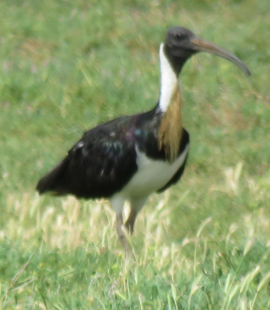ibis slámokrký - ML126061381