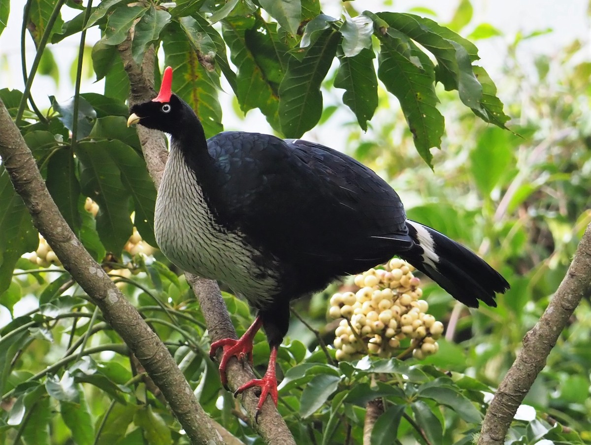 Horned Guan - ML126064271