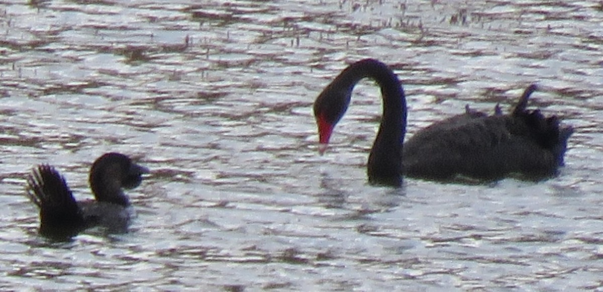 Musk Duck - ML126065041