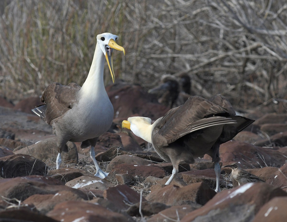 Waved Albatross - ML126066741