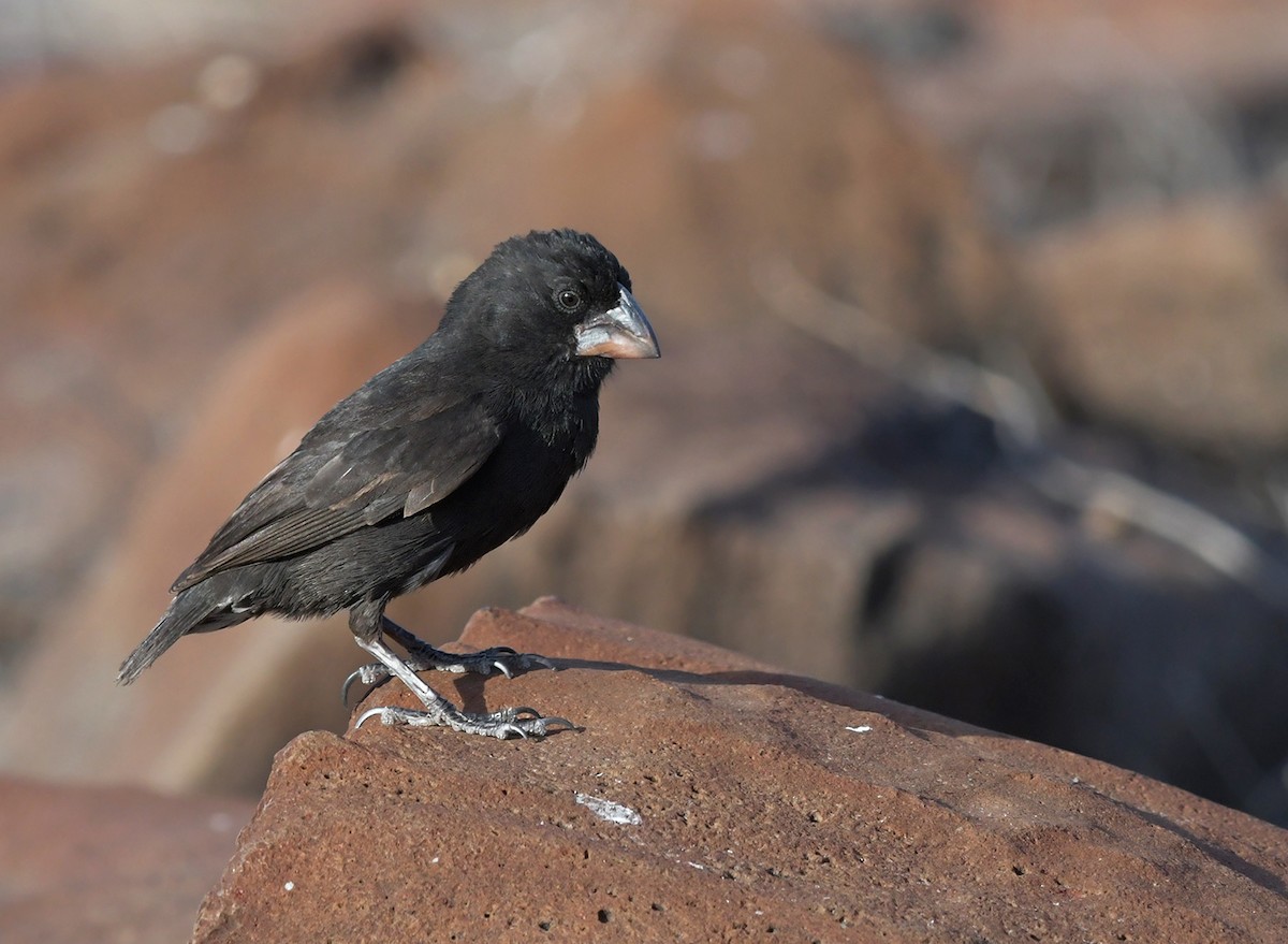 Española Ground-Finch - Joshua van der Meulen