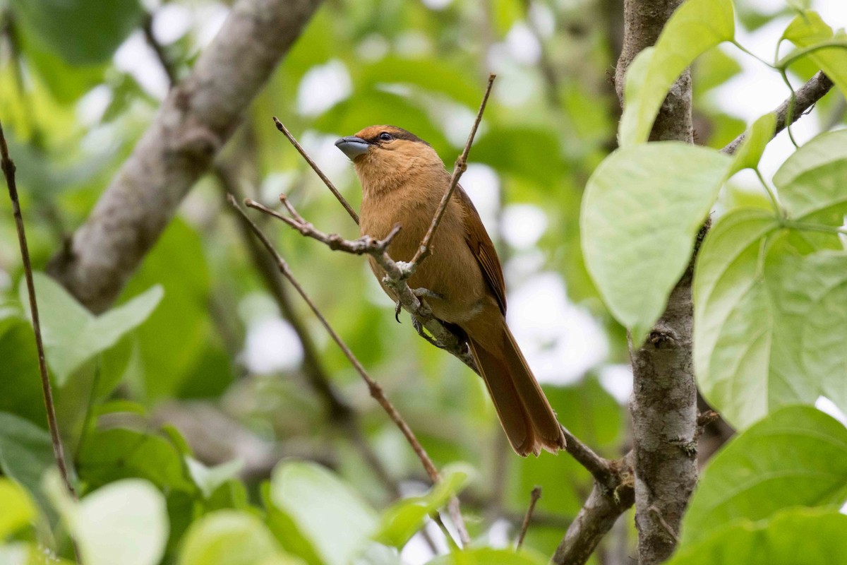 Brown Tanager - Linda Rudolph