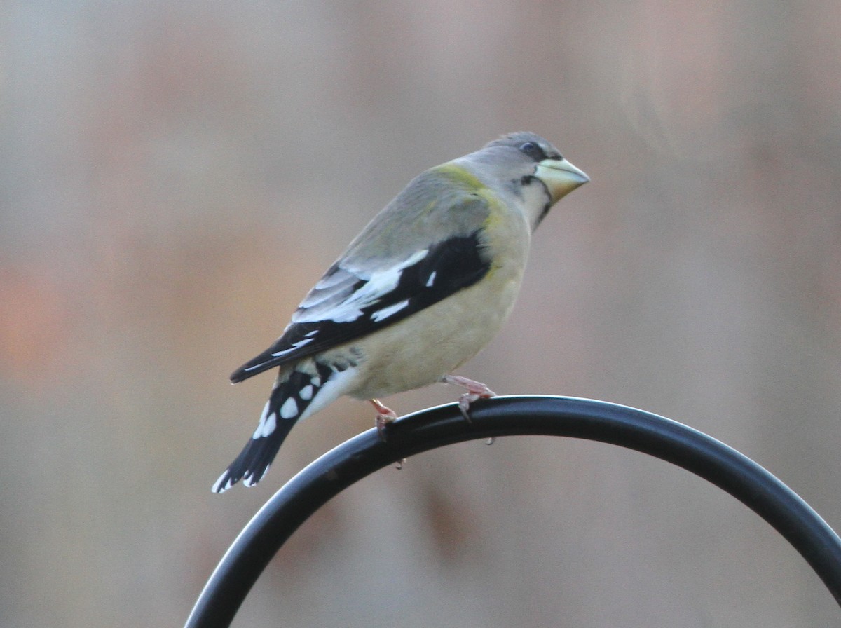 Evening Grosbeak - ML126067681