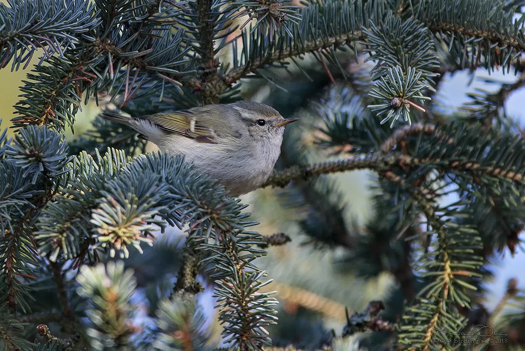 Hume's Warbler - ML126070261