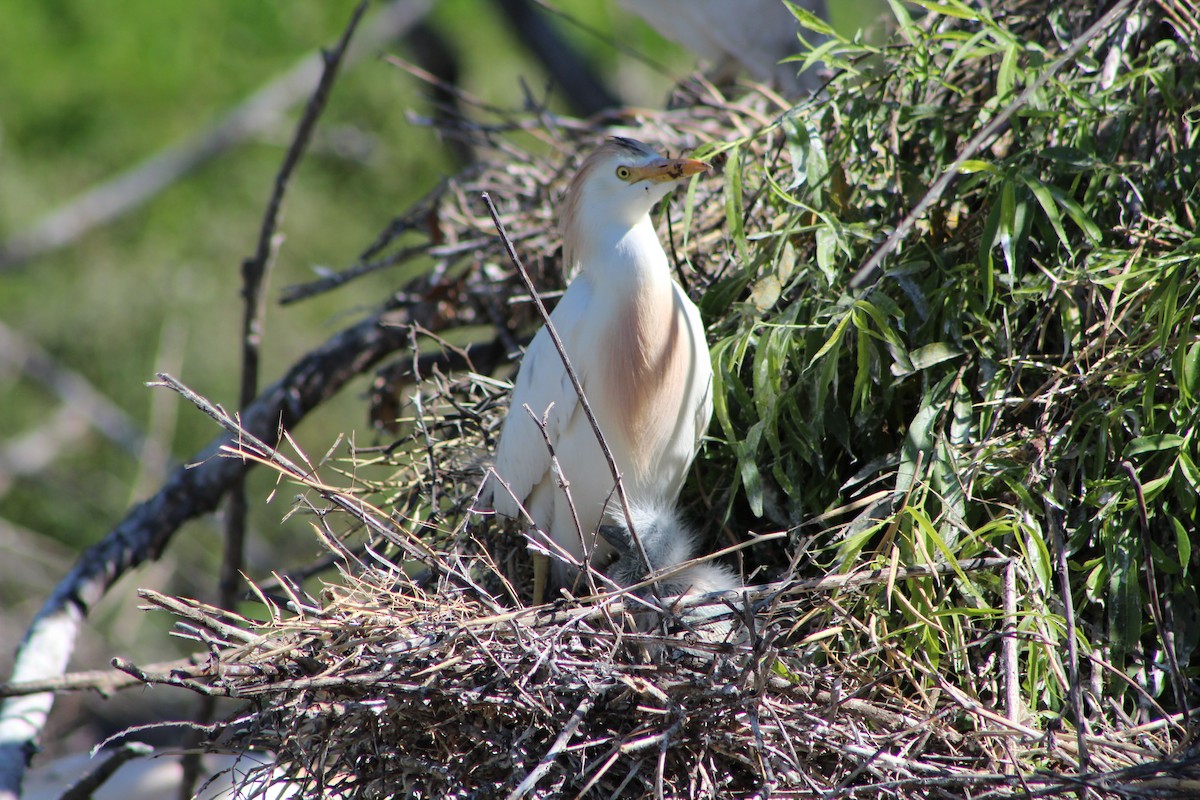 Kuhreiher - ML126072261