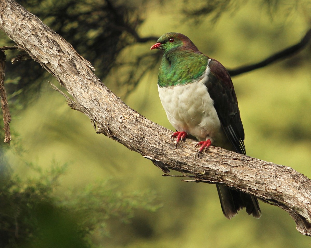 New Zealand Pigeon - ML126073261