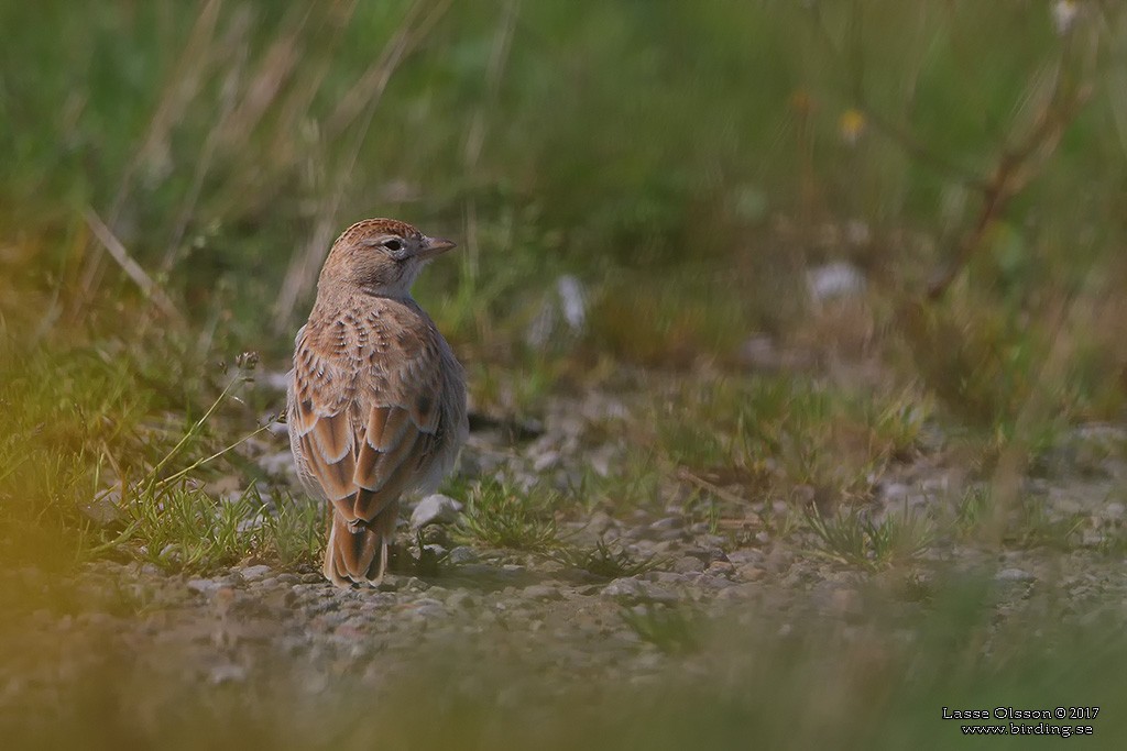 skřivánek krátkoprstý - ML126074481