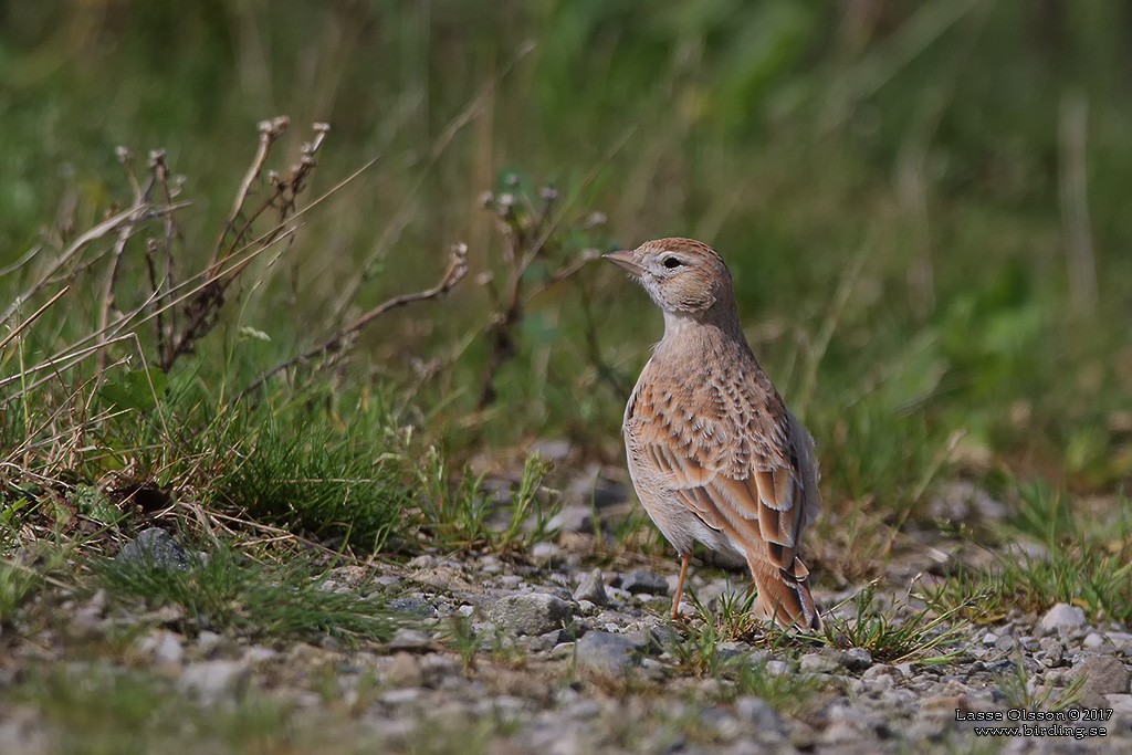 skřivánek krátkoprstý - ML126074521
