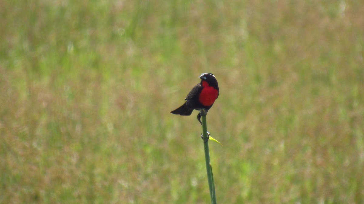 White-browed Meadowlark - ML126074771