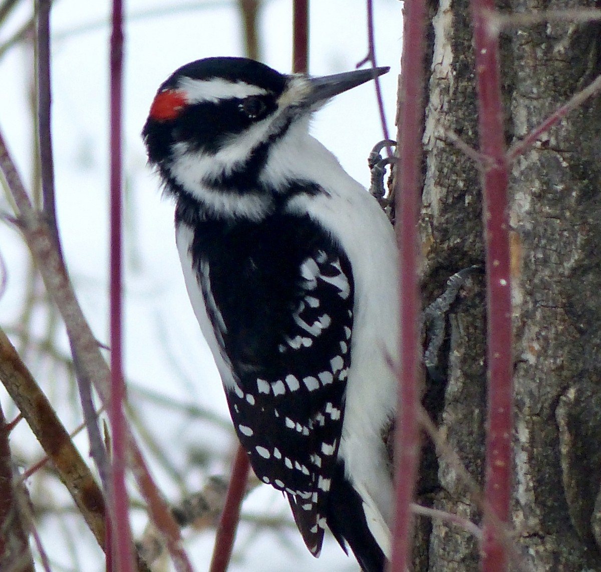 Hairy Woodpecker - ML126076191