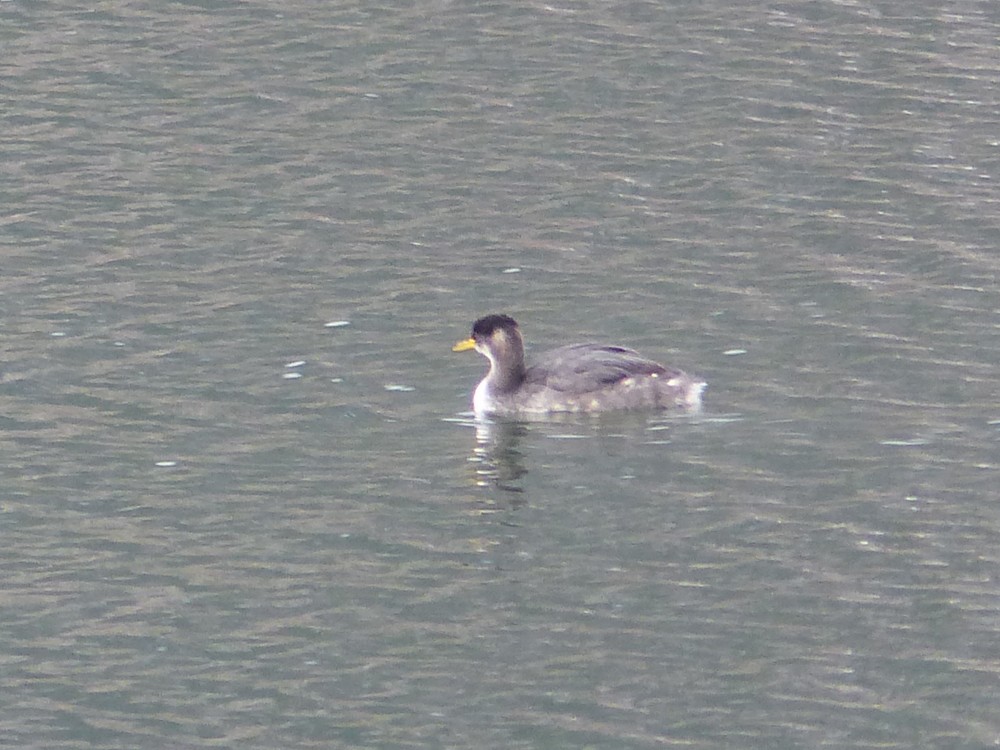 Red-necked Grebe - ML126076701