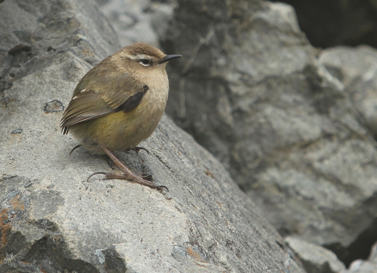 South Island Wren - Ben Barkley