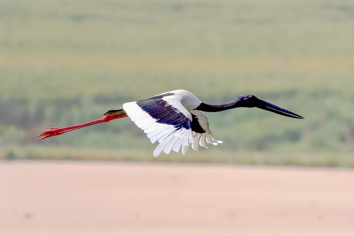 svarthalsstork - ML126078931