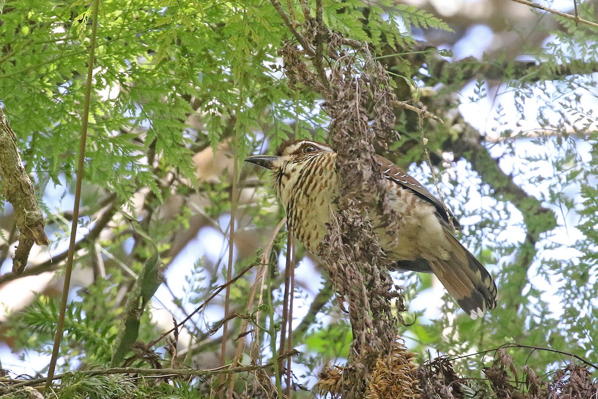 Short-legged Ground-Roller - Charley Hesse TROPICAL BIRDING