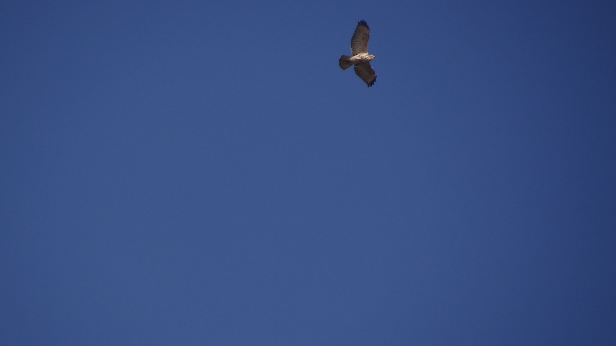 Red-shouldered Hawk - ML126080441