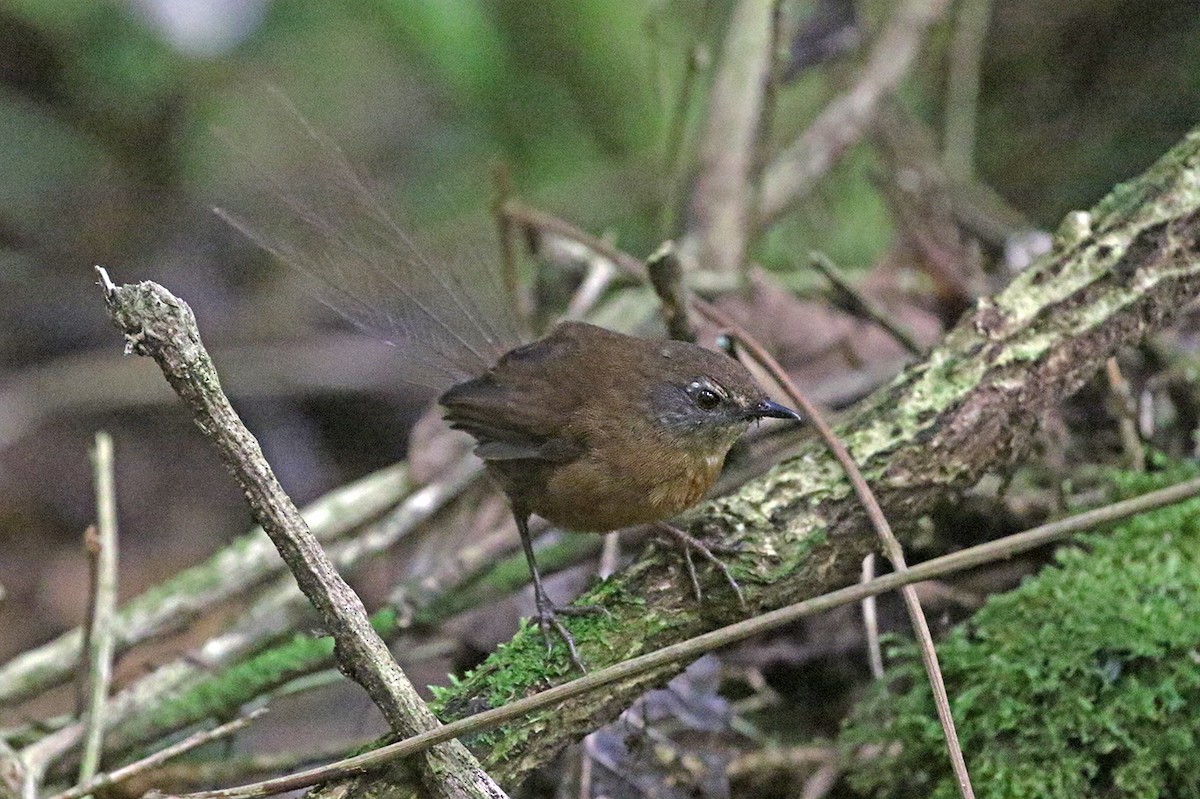 Brown Emutail - ML126081311