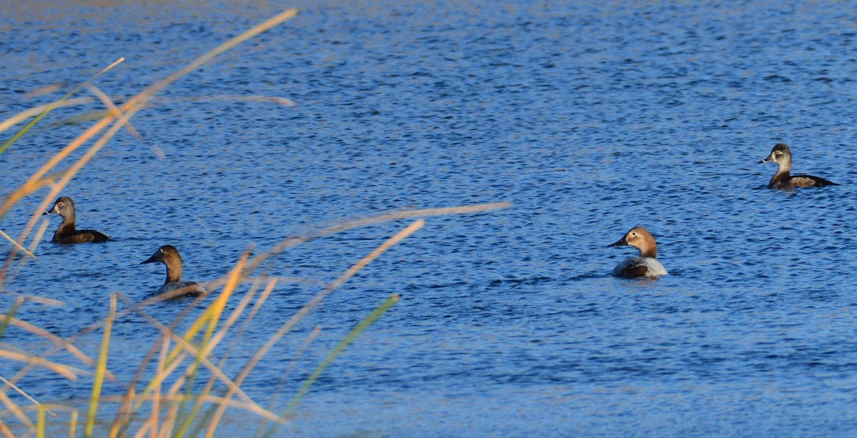 Canvasback - ML126082331