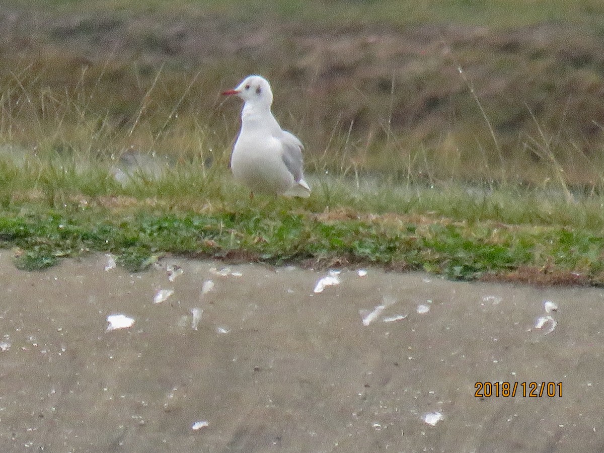 Black-headed Gull - ML126083961