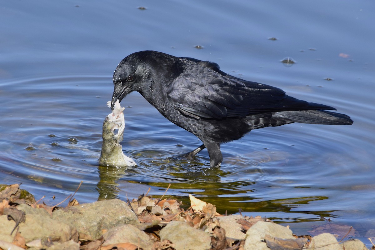 American Crow - ML126085201