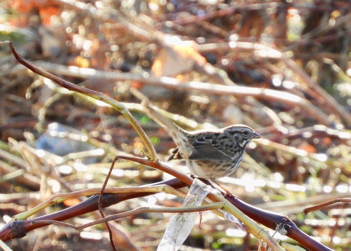 Song Sparrow (heermanni Group) - Yvonne Burch-Hartley