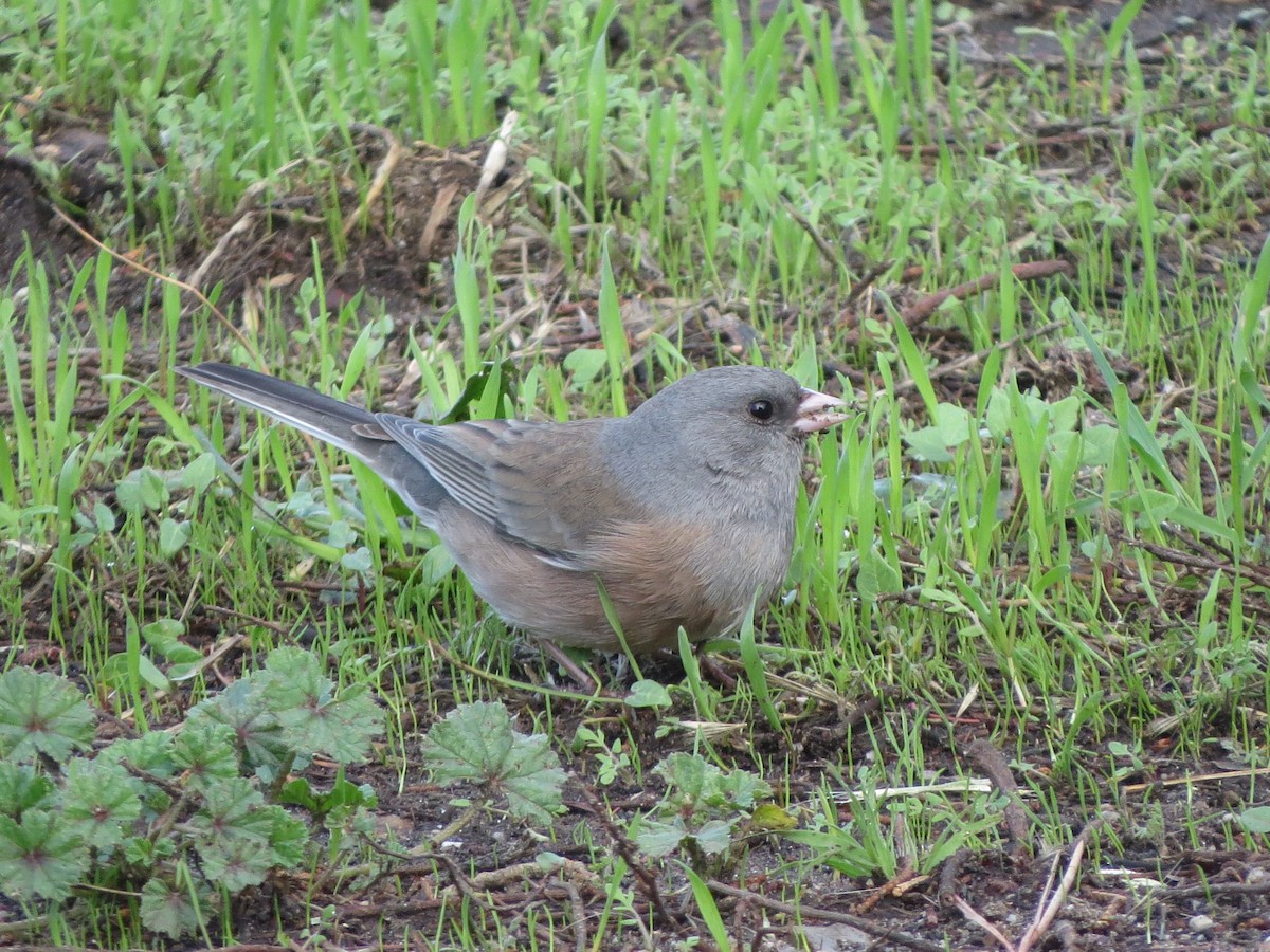 Dark-eyed Junco (Pink-sided) - ML126090421