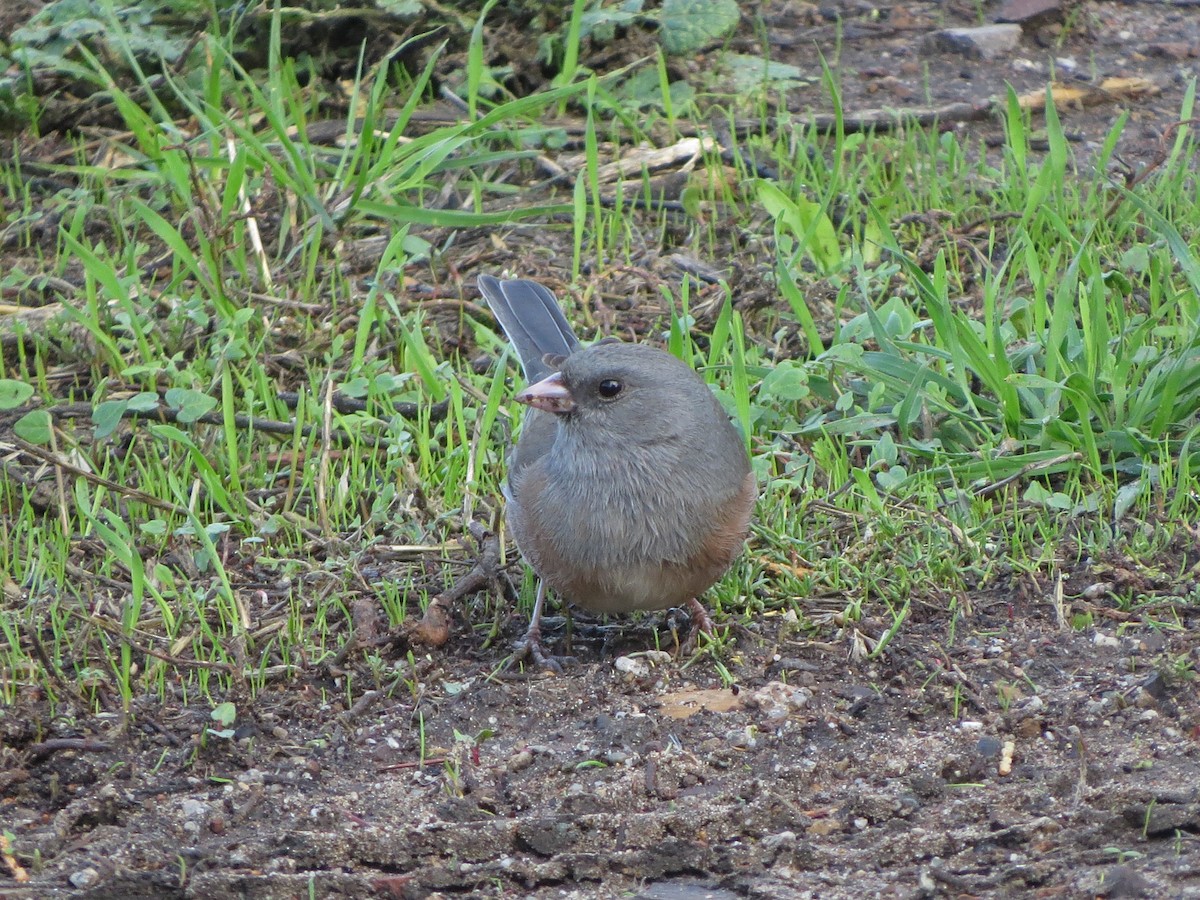 Dark-eyed Junco (Pink-sided) - ML126090441