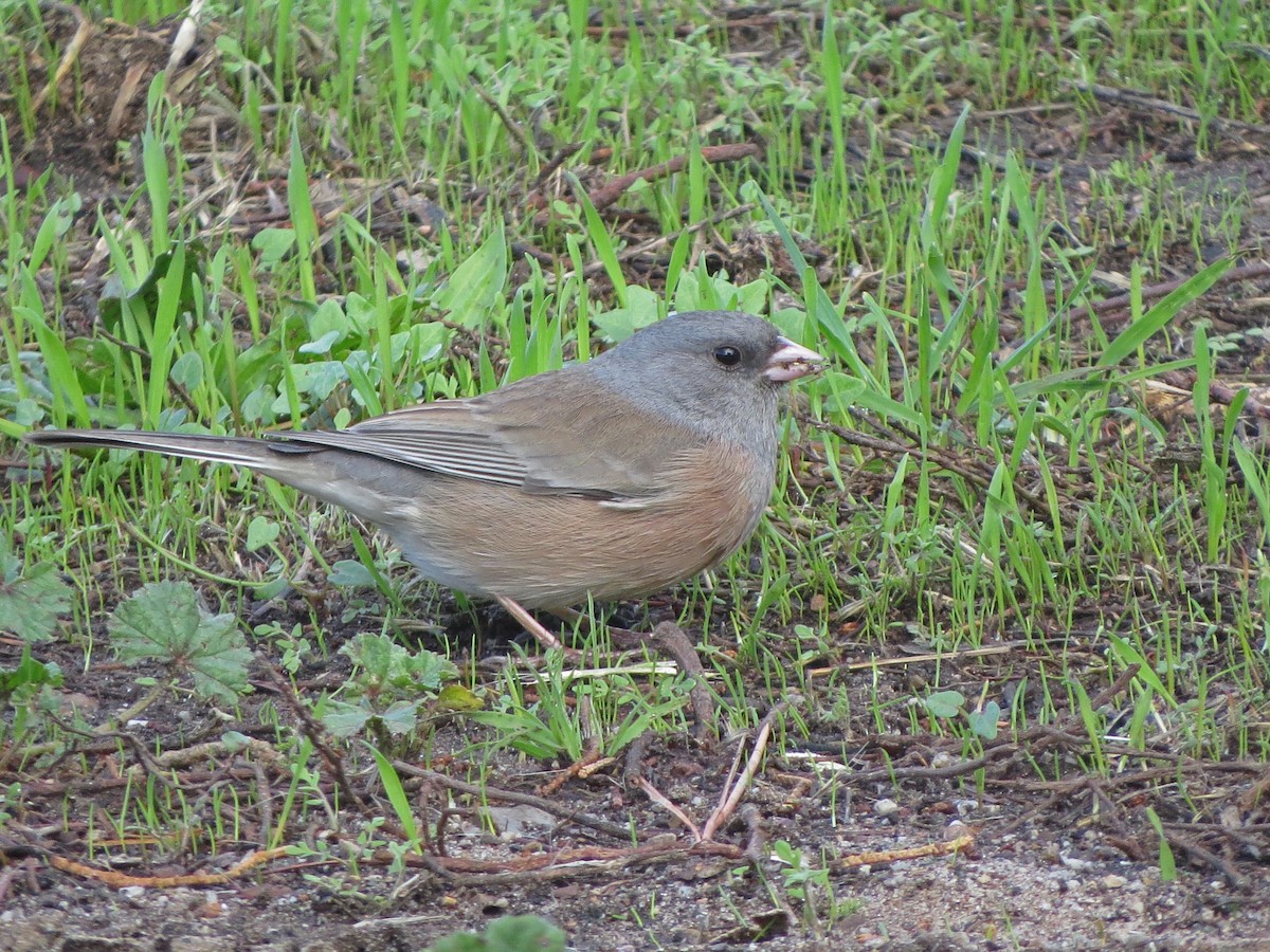 Dark-eyed Junco (Pink-sided) - ML126090451