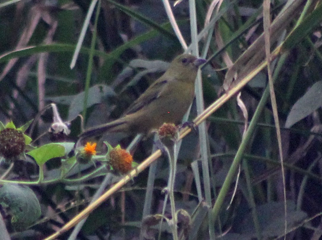 Painted Bunting - ML126095841