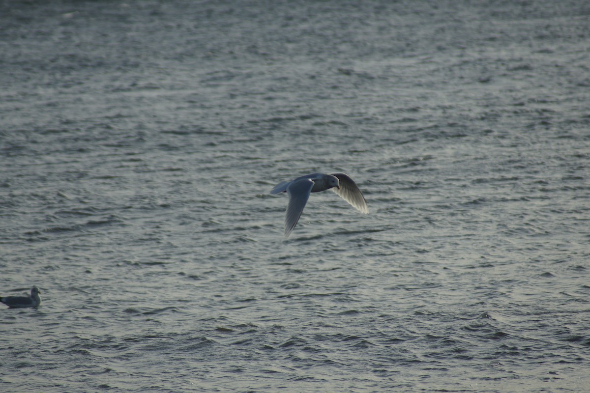 Iceland Gull (kumlieni/glaucoides) - ML126096411