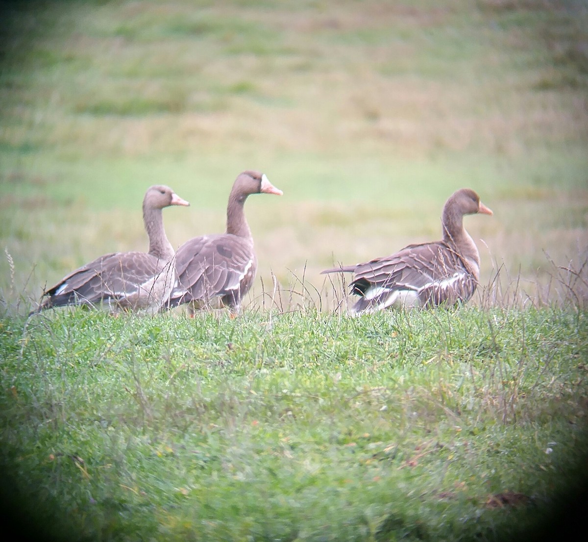 Greater White-fronted Goose - Russ Koppendrayer