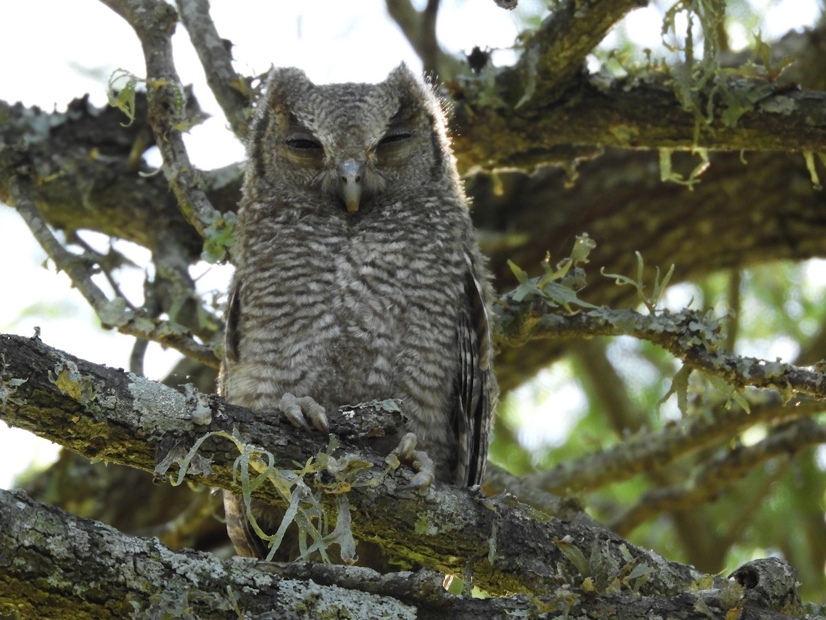 Tropical Screech-Owl - ML126097101