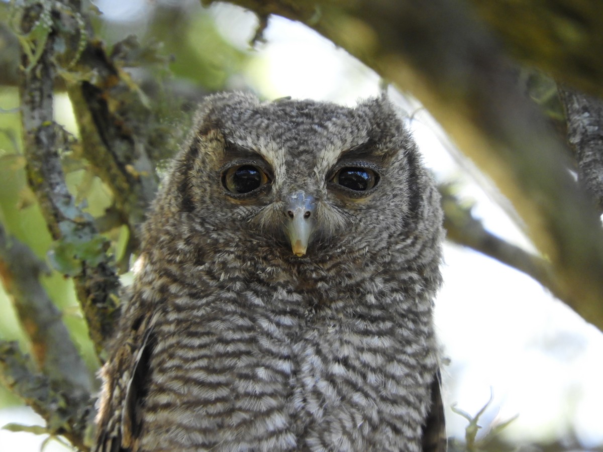 Tropical Screech-Owl - Silvia Enggist