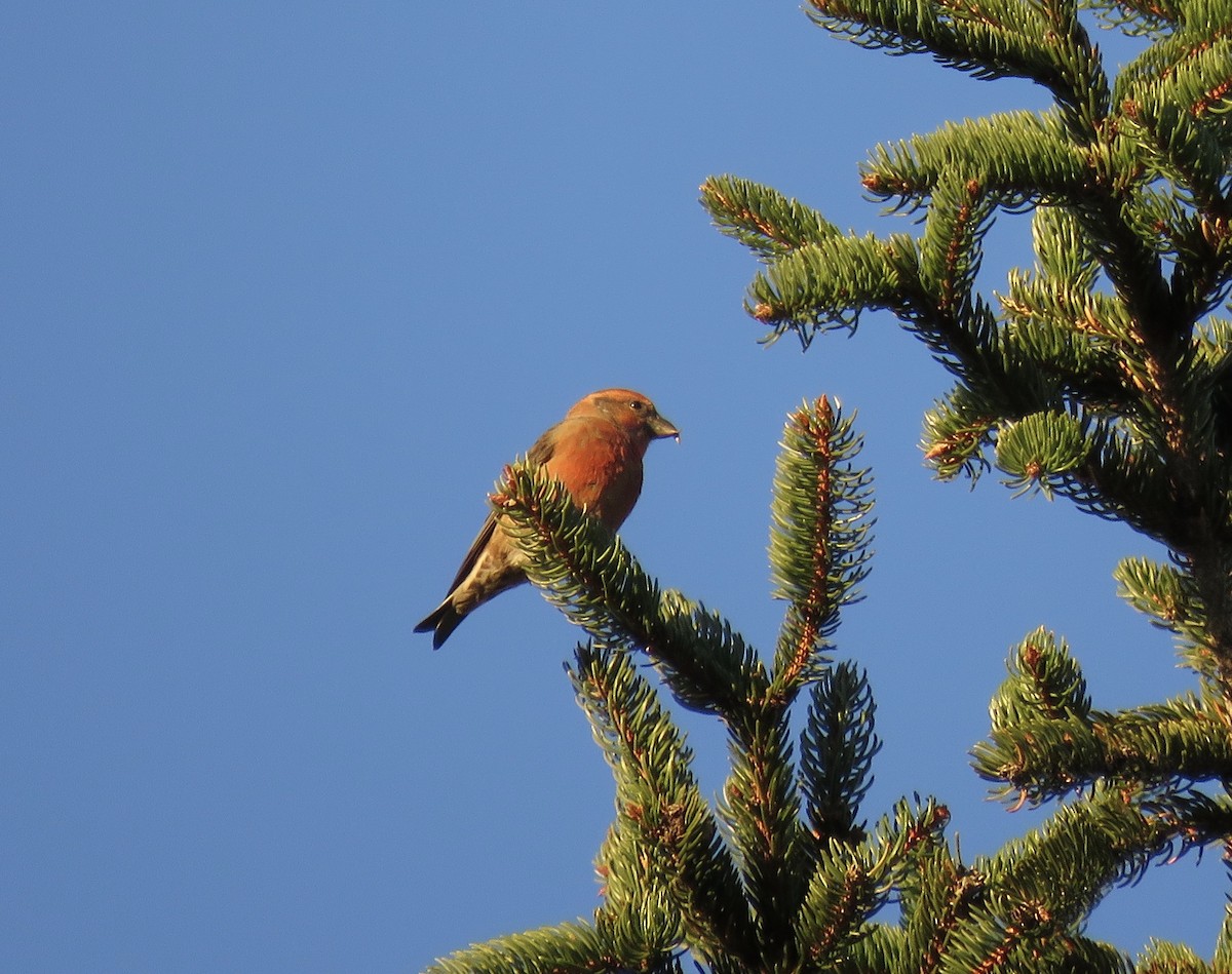 Red Crossbill - Maili Waters
