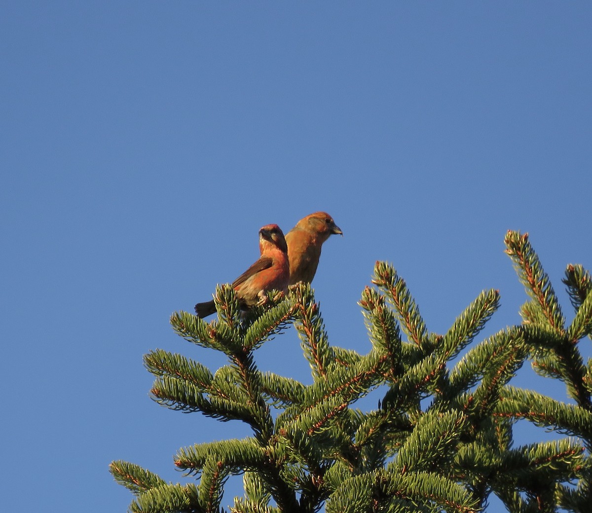 Red Crossbill - Maili Waters