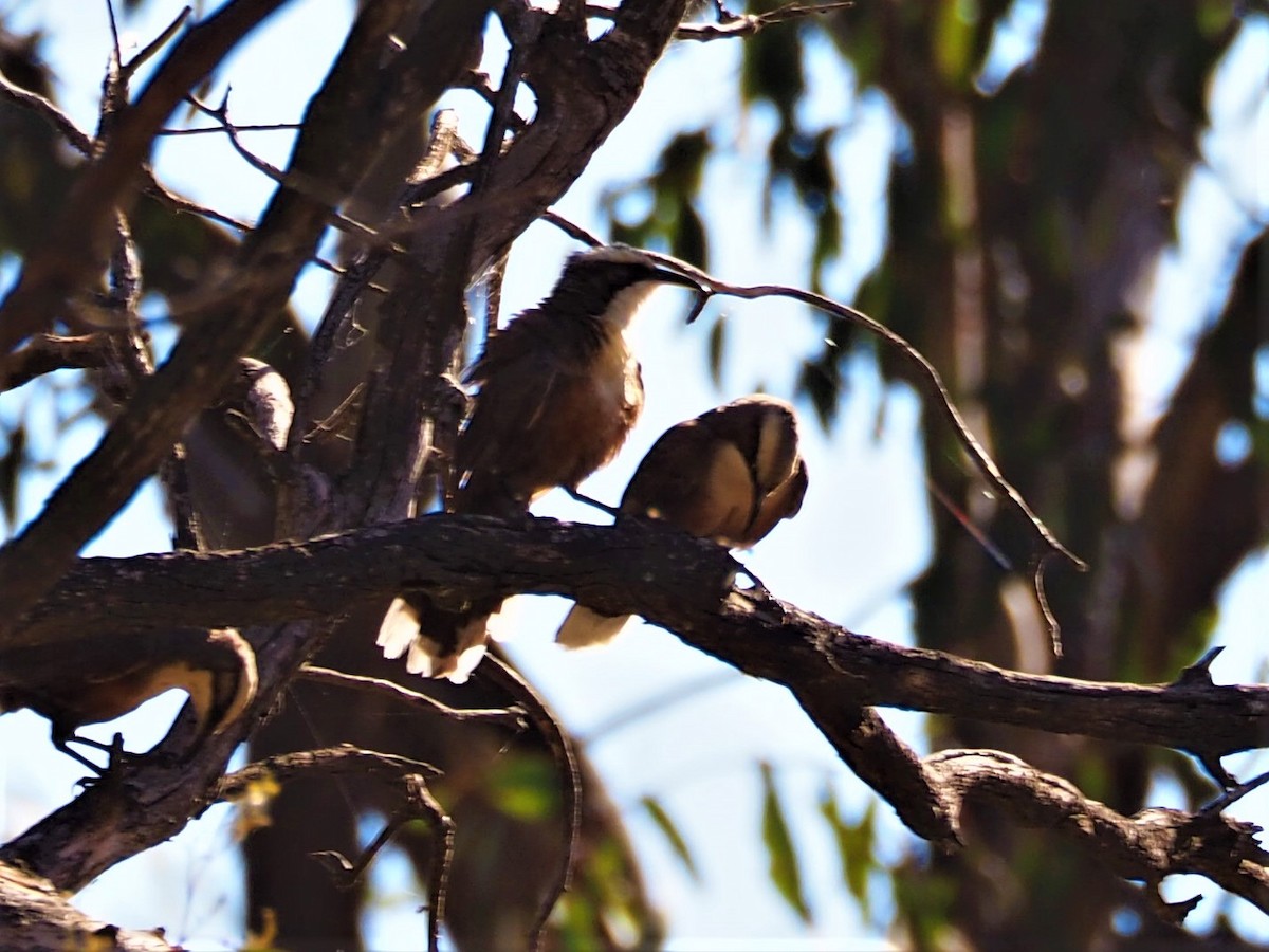 Gray-crowned Babbler - ML126098341