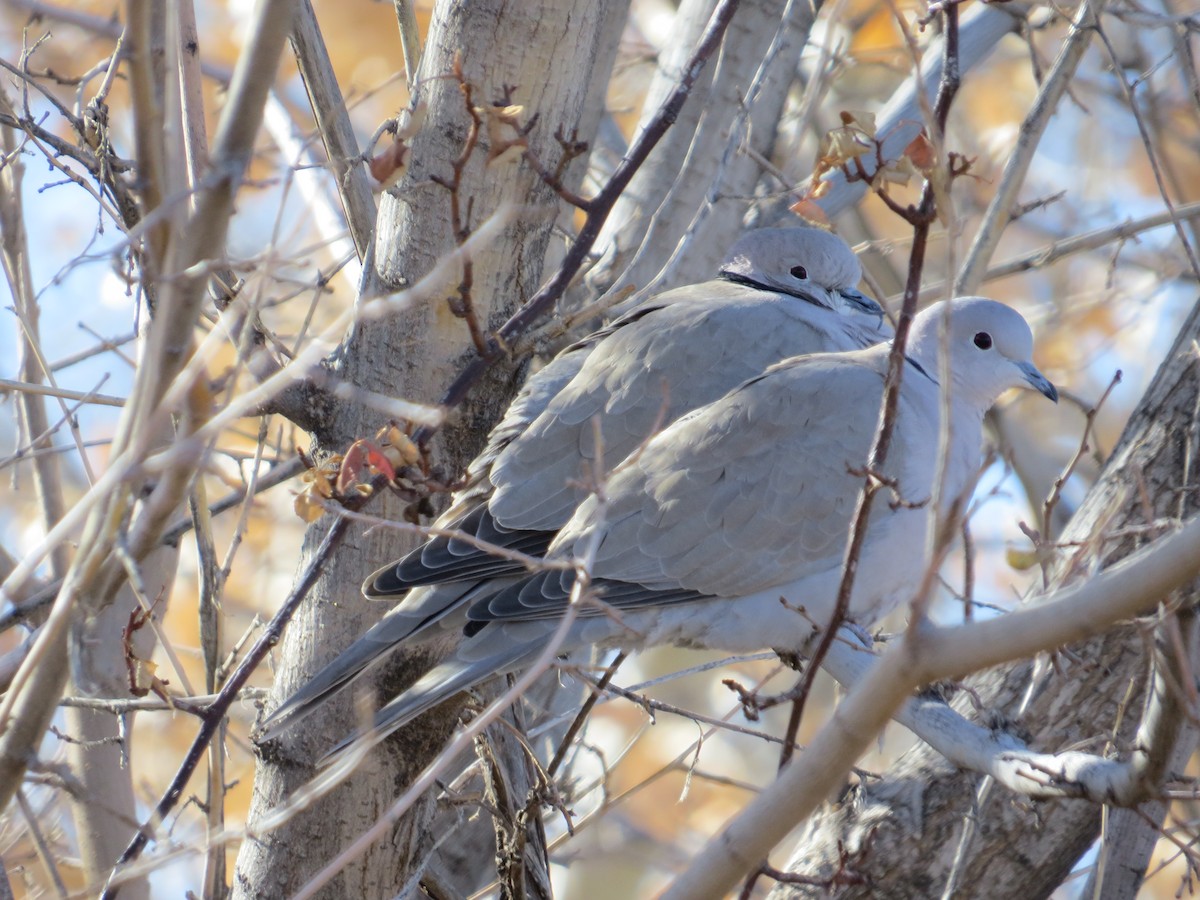 Eurasian Collared-Dove - ML126099891