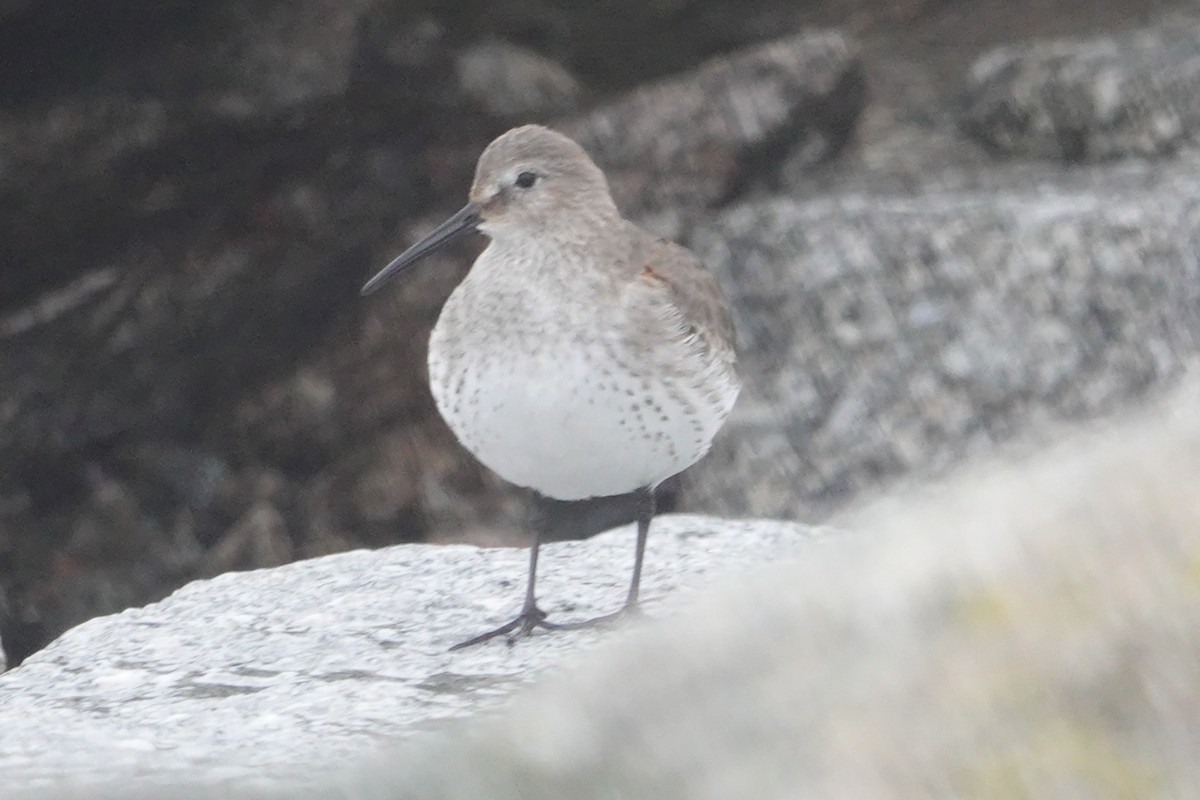 Alpenstrandläufer - ML126101331