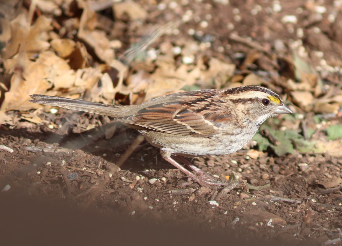 White-throated Sparrow - John Drummond