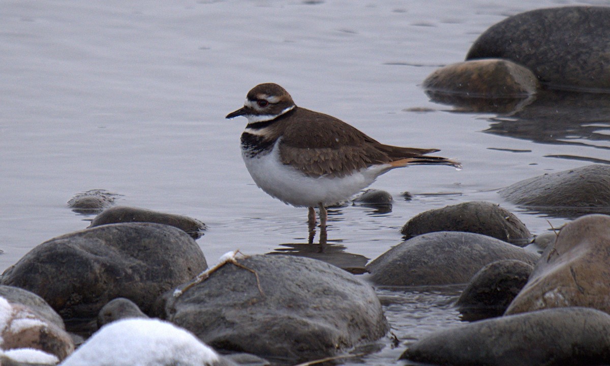 Killdeer - ML126104031
