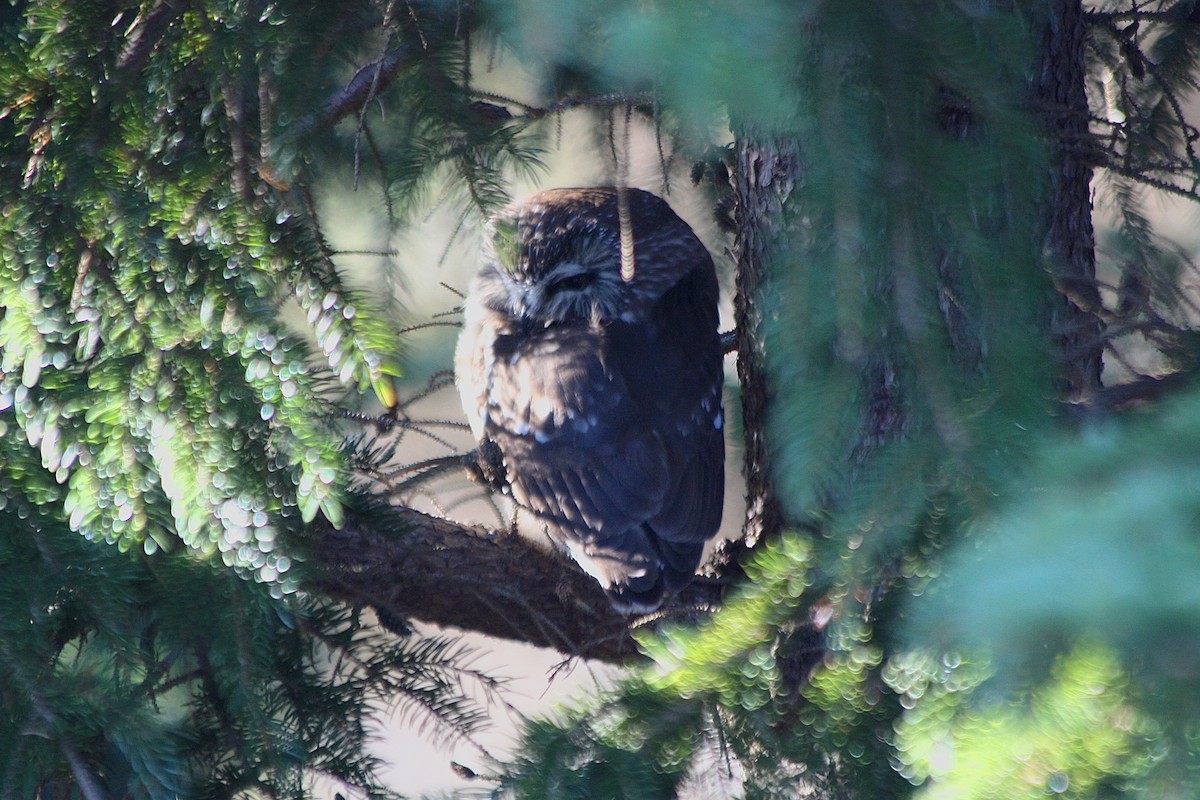 Northern Saw-whet Owl - ML126106001