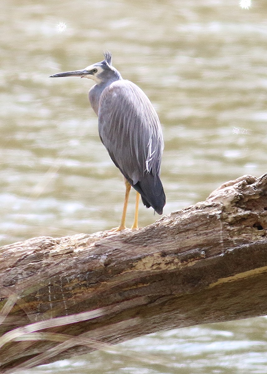 White-faced Heron - ML126109201